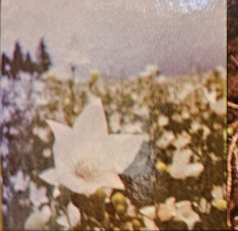 새달귤농장님의 장터 판매 상품 [흑도라지청액상차  600g] 첨부 사진