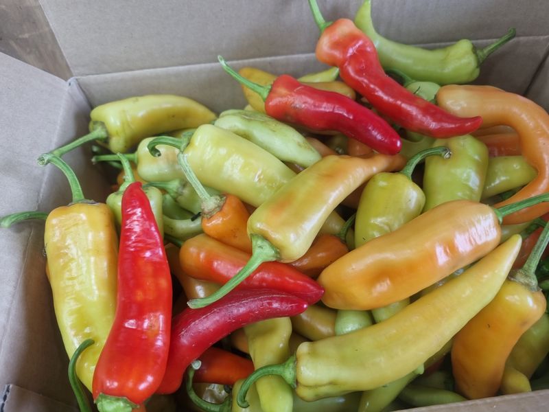 장터 상품 [당조고추 1kg] 썸네일