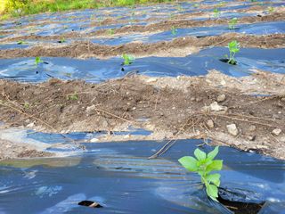 이의도님의 들깨 · 영농일지 작성글 사진