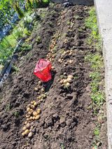 팜모닝 감자·영농일지 게시글 이미지