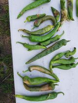 팜모닝 고추·병해충상담 게시글 이미지