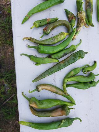 유목님의 고추 · 병해충상담 작성글 사진