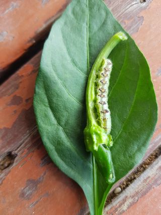 유목님의 고추 · 병해충상담 작성글 사진