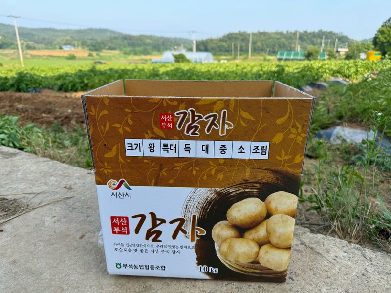 중근님님의 장터 판매 상품 [서산 수미감자(왕-특-대) 10kg ] 첨부 사진