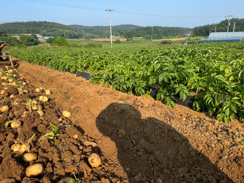 중근님님의 장터 판매 상품 [서산 수미감자(왕-특-대) 10kg ] 첨부 사진
