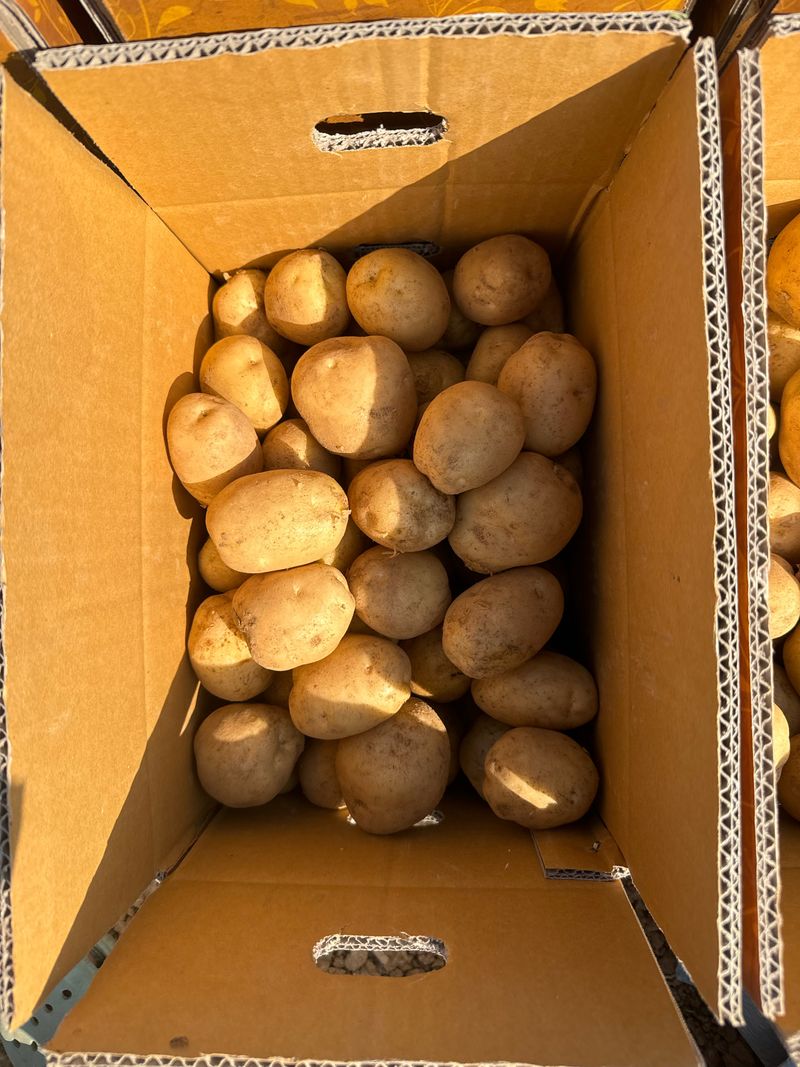 중근님님의 장터 판매 상품 [서산 수미감자(왕-특-대) 10kg ] 첨부 사진