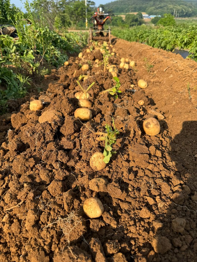 중근님님의 장터 판매 상품 [서산 수미감자(왕-특-대) 10kg ] 첨부 사진