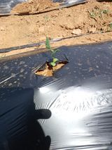 팜모닝 콩·영농일지 게시글 이미지