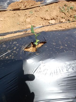 피로할때 천년꿀차,님의 콩 · 영농일지 작성글 사진