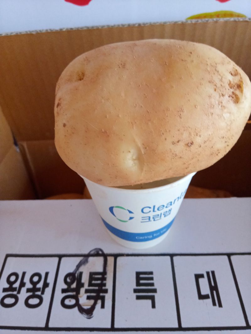 조성국님의 장터 판매 상품 [수미감자 10kg(판매종료)] 첨부 사진