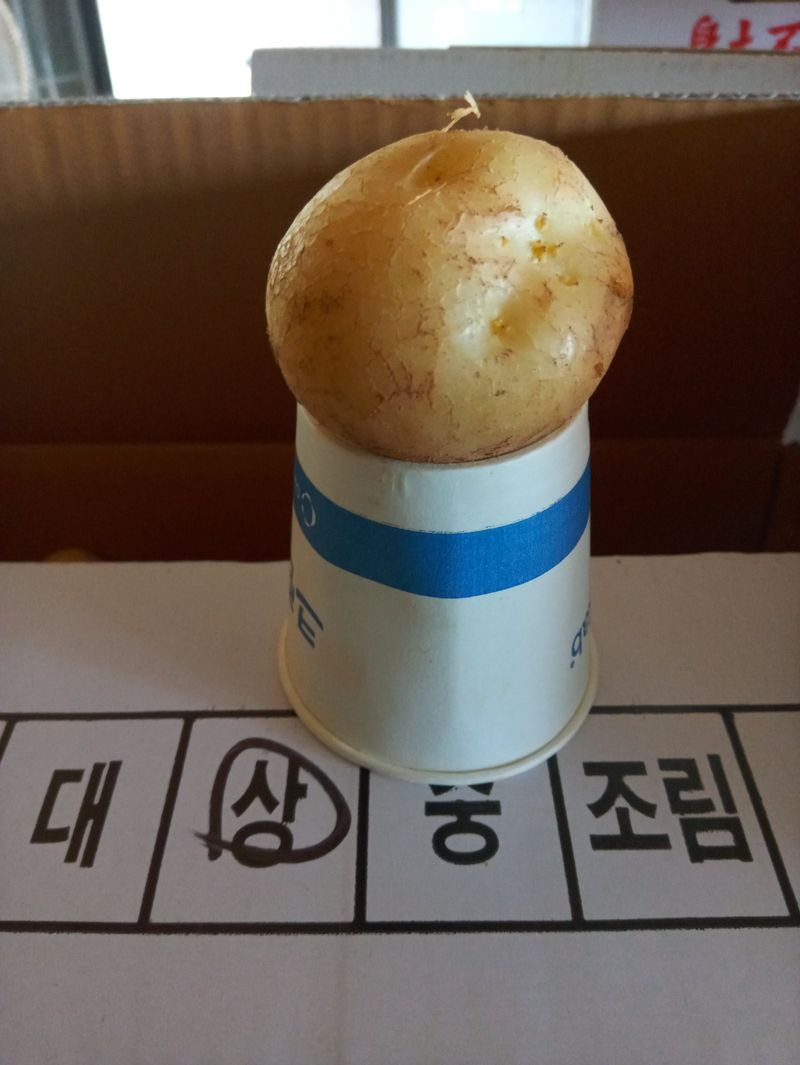 조성국님의 장터 판매 상품 [수미감자 10kg(판매종료)] 첨부 사진