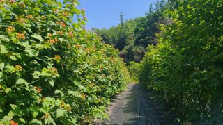 장봉덕님의 기타작물 · 영농일지 작성글 사진