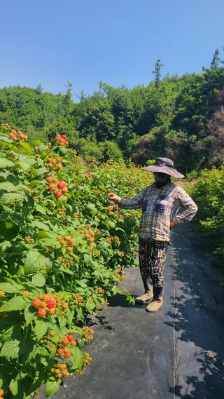 장봉덕님의 기타작물 · 영농일지 작성글 사진