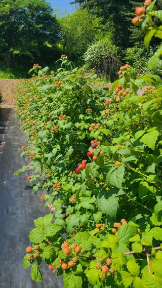 장봉덕님의 기타작물 · 영농일지 작성글 사진