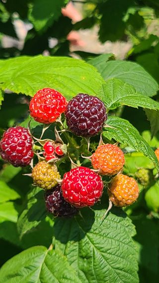 장봉덕님의 기타작물 · 영농일지 작성글 사진