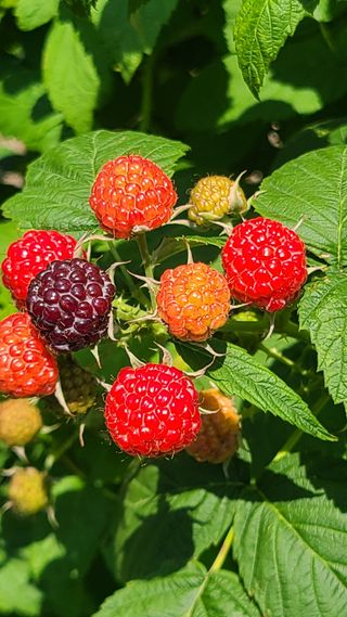 장봉덕님의 기타작물 · 영농일지 작성글 사진