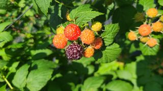 장봉덕님의 기타작물 · 영농일지 작성글 사진