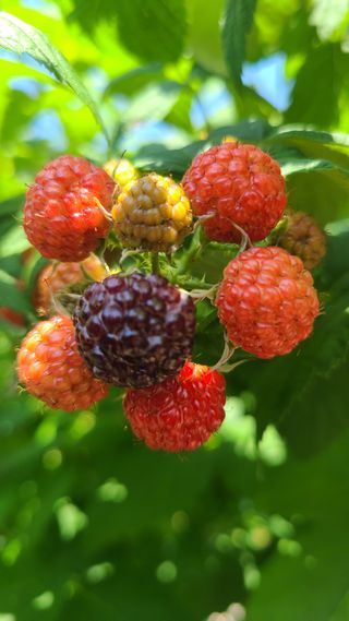 장봉덕님의 기타작물 · 영농일지 작성글 사진