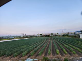 박정하님의 고구마 · 영농일지 작성글 사진