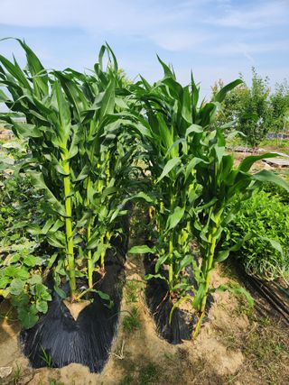 박정하님의 고구마 · 영농일지 작성글 사진