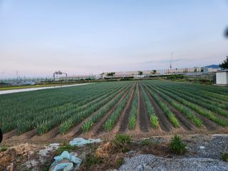 박정하님의 고구마 · 영농일지 작성글 사진