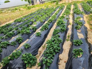 박정하님의 고구마 · 영농일지 작성글 사진