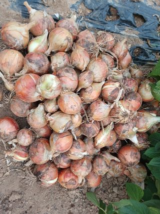 주정순님의 양파 · 영농일지 작성글 사진