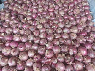 주정순님의 양파 · 영농일지 작성글 사진