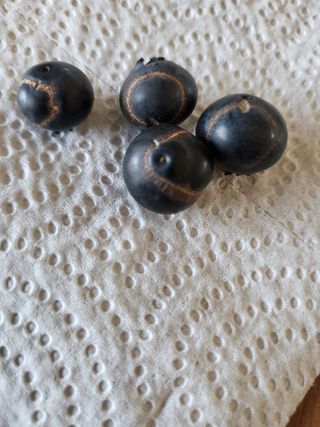 블루베리님의 블루베리 · 병해충상담 작성글 사진