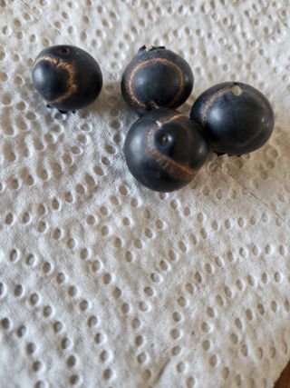 블루베리님의 블루베리 · 병해충상담 작성글 사진