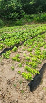 팜모닝 자유주제·자유게시판 게시글 이미지