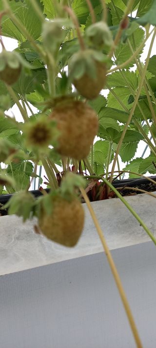 원심님의 딸기 · 병해충상담 작성글 사진