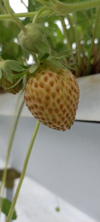 원심님의 딸기 · 병해충상담 작성글 사진