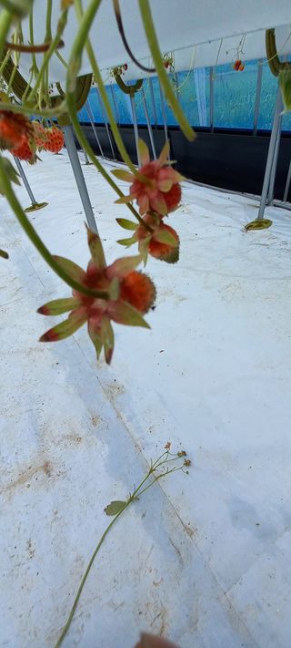 원심님의 딸기 · 병해충상담 작성글 사진