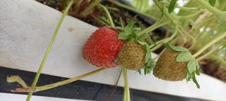 원심님의 딸기 · 병해충상담 작성글 사진