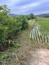 팜모닝 벼·영농일지 게시글 이미지