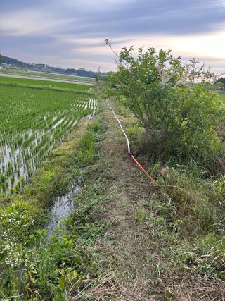4륜구동경운기님의 벼 · 영농일지 작성글 사진