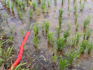 4륜구동경운기님의 벼 · 영농일지 작성글 사진