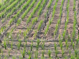 4륜구동경운기님의 벼 · 영농일지 작성글 사진