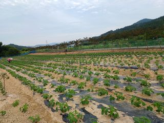 세경농장님의 콩 · 영농일지 작성글 사진