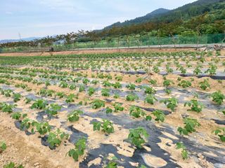 세경농장님의 콩 · 영농일지 작성글 사진