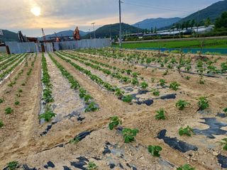세경농장님의 콩 · 영농일지 작성글 사진
