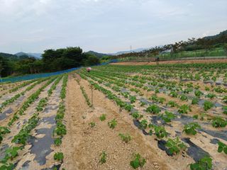 세경농장님의 콩 · 영농일지 작성글 사진