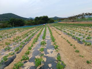 세경농장님의 콩 · 영농일지 작성글 사진