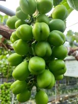 팜모닝 포도·영농일지 게시글 이미지