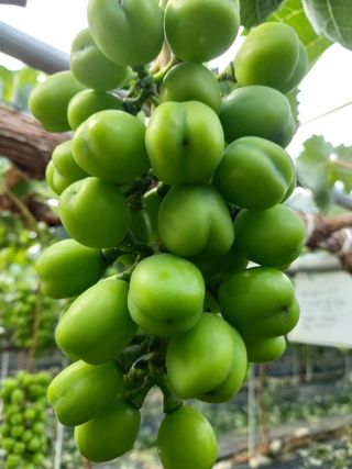 지안농산님의 포도 · 영농일지 작성글 사진