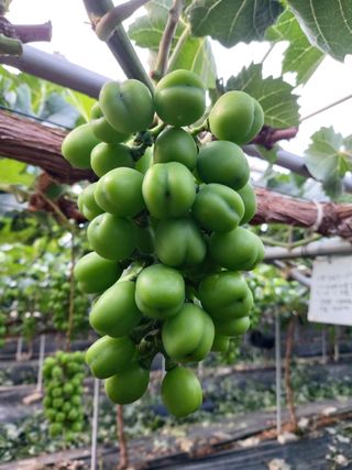 지안농산님의 포도 · 영농일지 작성글 사진