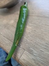 팜모닝 고추·일상 게시글 이미지