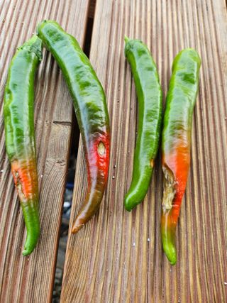 변병건 님의 고추 · 일상 작성글 사진