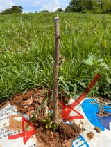 팜모닝 감·영농일지 게시글 이미지